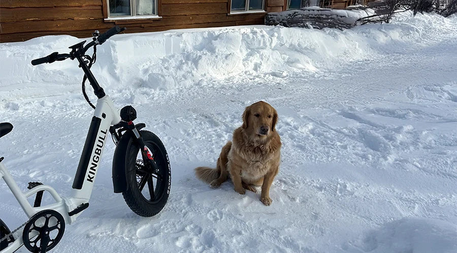 Who Let the Dogs Out-How to Ride with Your Furry Friends?